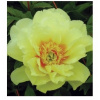 Itoh peony bartzella žltá 1 ks (Itoh peony bartzella žltá 1 ks)