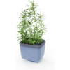 Gusta Garden Herbs Buddy samozavlažovací kvetináč, antracit GG-123F10