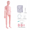 SucceBuy Anatomický model 1530x450x210MM PVC Starostlivosť o pacienta 10,3KG