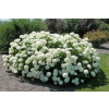 Hortenzia stromčekovitá Annabell-Hydrangea arborescens Annabell® AKCIA