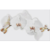 Cersanit MARISOL White Flower 25x40x0,85 cm obklad-dekor lesklý WD956-006, 1.tr WD956-006