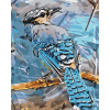 Vymalujsisam.sk Maľovanie podľa čísiel - Vtáčik Blue Jay Veľkosť: 40x50cm, Rám: Bez rámu, iba zrolované plátno