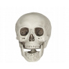 PLASTOVÁ SKELETOVÁ LEBKA S POHYBLIVOU ČEĽUSŤOU 16 CM HALLOWEENSKA