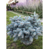 Picea pungens ´ Glauca Globosa ´ Clt.7,5 25-30 cm