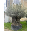 Olea Europaea - olivovník celková výška 310 - 320cm