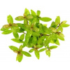 Dennerle Plants Hygrophila polysperma Sunset - 1 ks