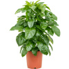 Schefflera actinophylla Paradise Tuft 2pp 24x80 cm