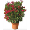 Nerium Oleander, rôzne farby - výška 100 - 120cm s kvetináčom (skladom koncom februára)