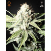 Green House Seed Great White Shark Balenie: 5