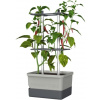 Gusta Garden Charly Chili Standard samozavlažovací kvetináč, svetlo-sivý GG-100710