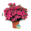 Nerium Oleander rôzne farby - výška 130-150 CM s kvetináčom (krásne husté rastliny, kvetináč šírka 42cm)