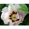 Pivonka Itoh 'Pastel Splendor' - Paeonia Itoh 'Pastel Splendor'