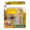 Figúrka Včela vývojový cyklus set 4 ks 6 cm