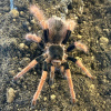 Megaphobema robustum Samice