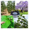 Kyslíkový strom OXYTREE Paulownia ShanTong „UŽ VYSIATE“ semená