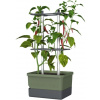 Gusta Garden Charly Chili Standard samozavlažovací kvetináč, tmavo-zelený GG-103710