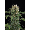 Dinafem Blue Thai neobsahuje THC 10 semen