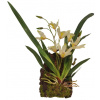 Lucky Reptile Jungle Plants kvitnúce Závesná orchidea - biela cca 20x30 cm