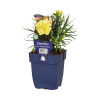 Klinček FloraSelf Dianthus 'Sunflor® 'Yellow Bling Bling' 5-30 cm kvetináč 0,5 l