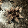 Grammostola rosea Samice