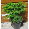 Jedľa korejská (Abies koreana ´Tundra´) veľkosť 30cm