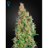 Green House Seed Green-O-Matic Auto Balenie: 3