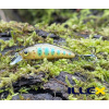 Wobler ILLEX Chubby Minnow 35 SP - Truitelle