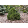 Picea abies ´ Tompa ´ K2,5