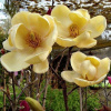 Magnolia 'Honey Tulip' 150-170cm