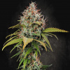 Paradise Seeds - Atomical Haze 3 ks - Semená neobsahujú THC