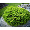 Picea abies ´ Nidiformis ´ K2,5