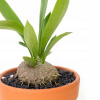 Myrmecodia beccaria molchczelin barvy bulva (Myrmecodia beccaria molchczelin barvy bulva)
