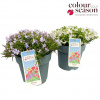 Phlox subulata 'Fabulous' mix V25cm