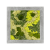 Moss painting grey 30% bobky, 70% lisajnikovy obraz beton 50x50x5 cm