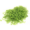 Dennerle Plants Micranthemum tweediei Montecarlo - Pad - 1 ks
