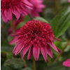 Echinacea SOMBRERO SPECIAL DOUBLE CRANBERRY C2