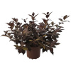 Vajgela tmavolistá FloraSelf Weigela florida 'Alexandra' výška 40-60 cm kvetináč 4 l