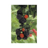 Malina letná čierna BIO 'Black Jewel' FloraSelf Bio kvetináč 2 l