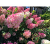 Hydrangea´VANILLE FRAISE®´- Hortenzia metlinatá ´VANILLE FRAISE®´ 30-50cm kmienok