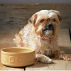 MASON CASH PetWare Pes 18 cm béžová - keramická miska pre psa