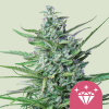 Royal Queen Seeds Špeciálne semená kanabisu Kush #1 feminizované 10 ks