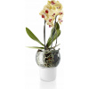 Eva Solo Samozavlažovací skleněný na orchidej O15cm