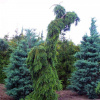 Picea omorica Pendula Bruns