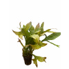 Microsorium pteropus gold sparkle