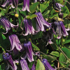 Trvalka clematis rooguchi fialová clematis 1l (Trvalka clematis rooguchi fialová clematis 1l)