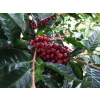 Nicaragua La Aurora - tmavé praženie (200 g, zrnková káva)