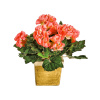 Begonia Bush peach 20 cm