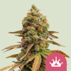 Royal Queen Seeds Špeciálne semená kanabisu Queen #1 Feminized 5 ks