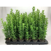 Euonymus Fortunei Emerald Green Spire