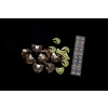 Flymen Fish-skull Bandito Sculpin Head - Small / Olive